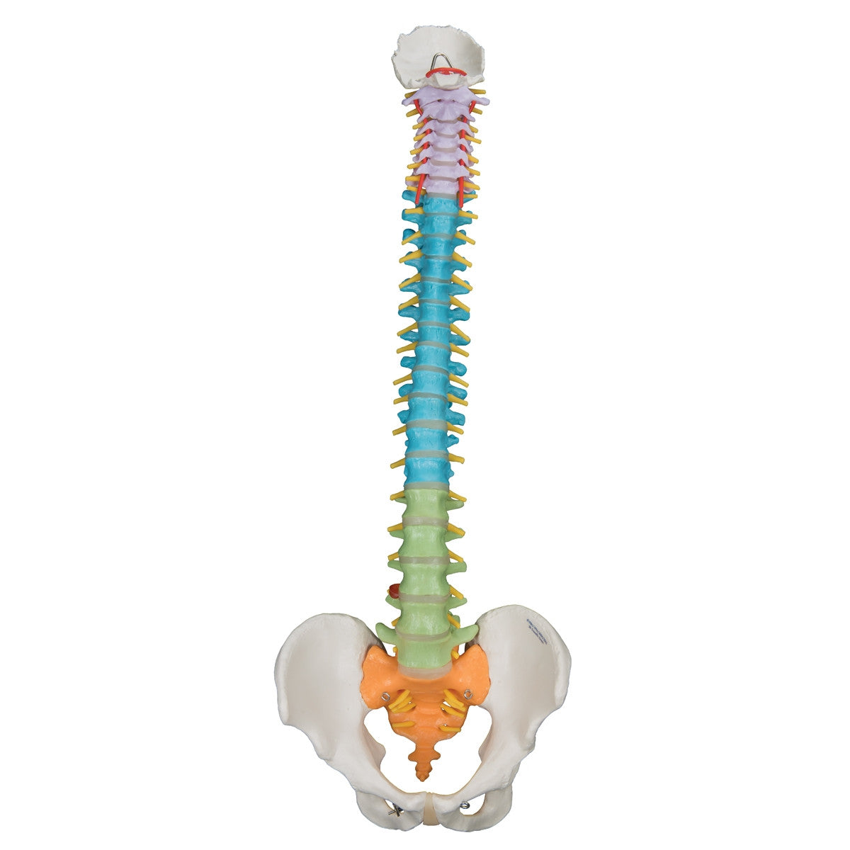 Didactic Flexible Spine Model 1000128