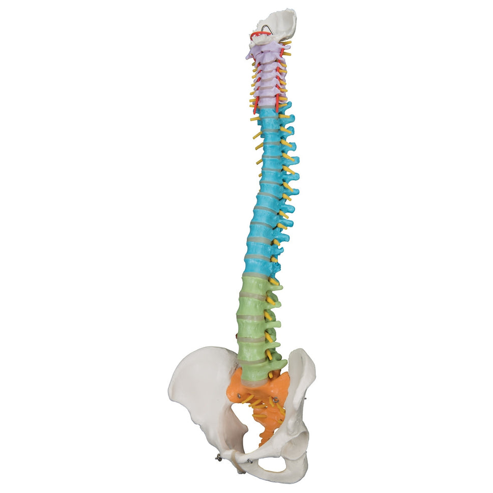 Didactic Flexible Spine Model
