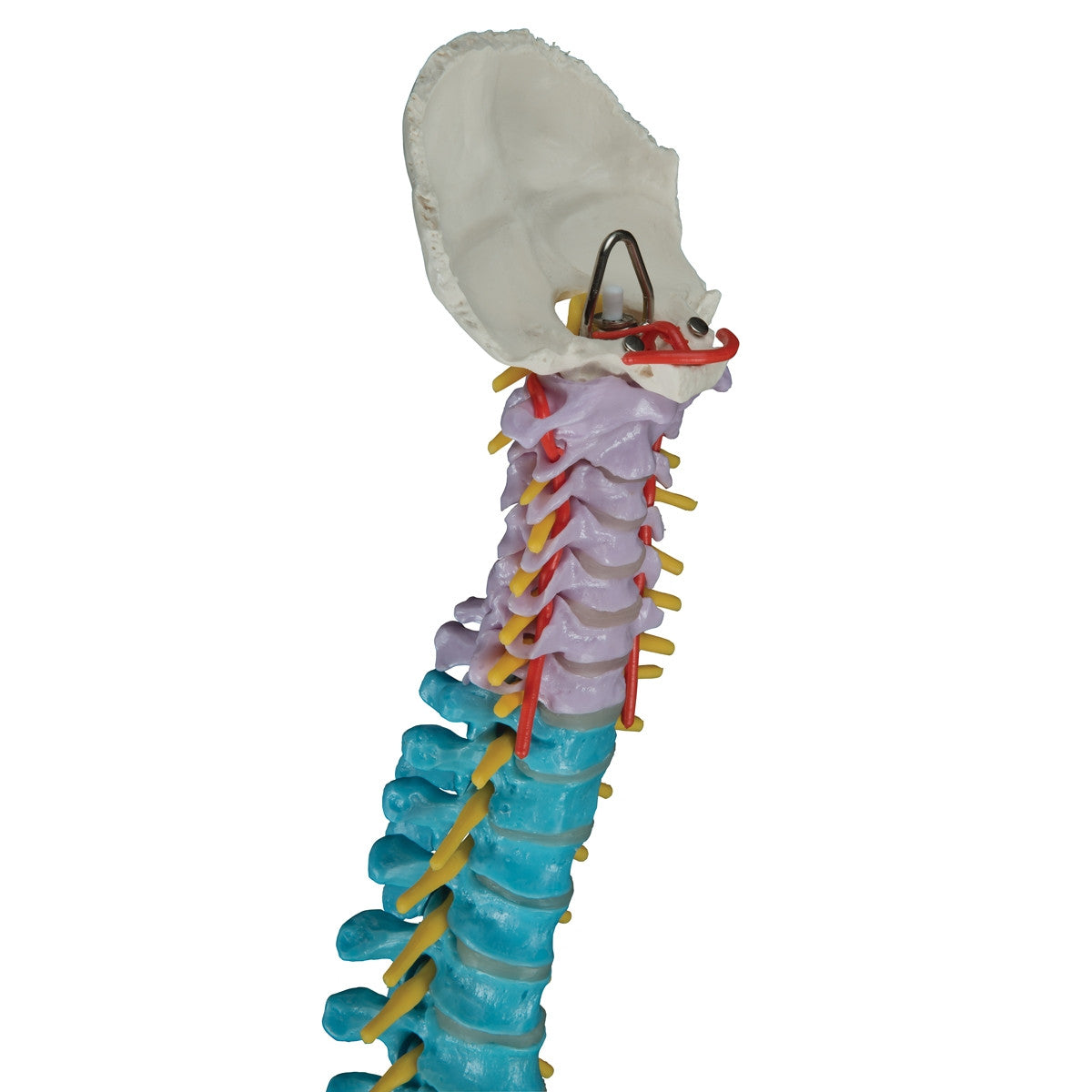 Didactic Flexible Spine Model