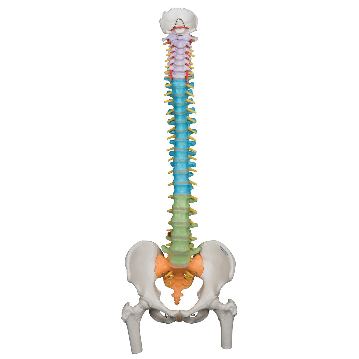 Didactic Flexible Spine Model with Femur Heads 1000129