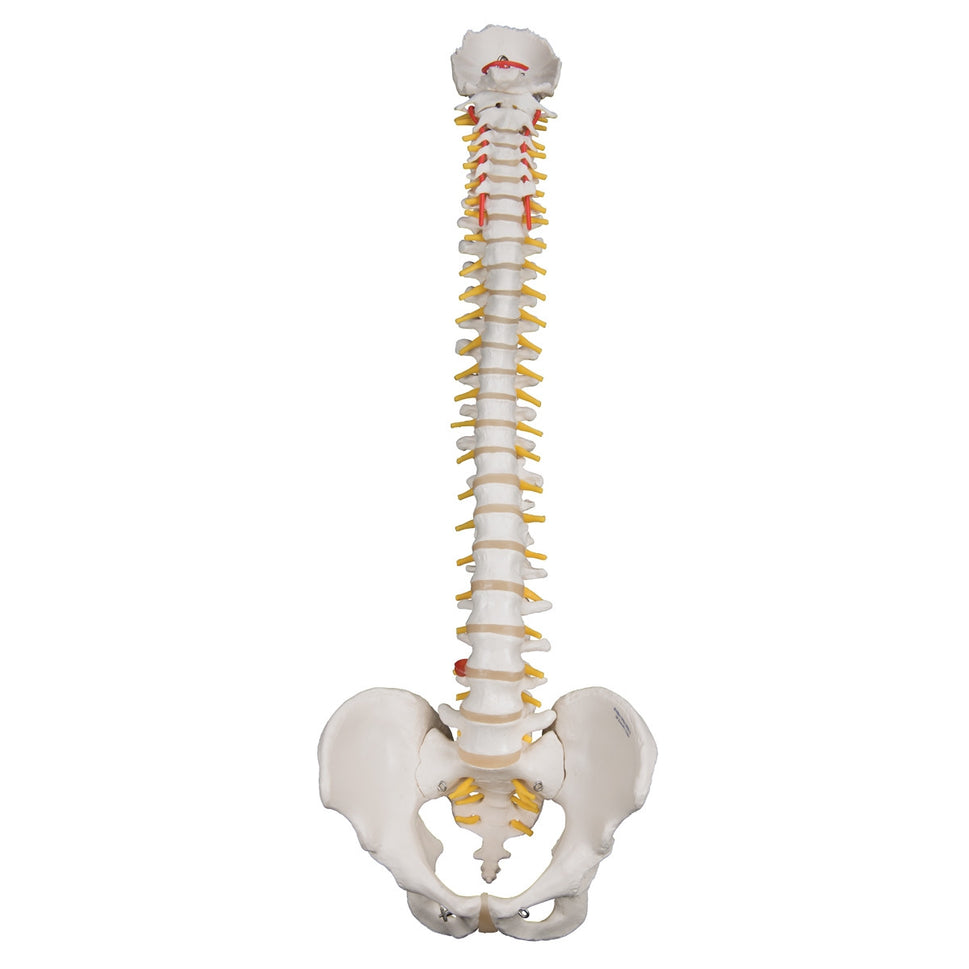 Highly Flexible Spine Model with Pelvis