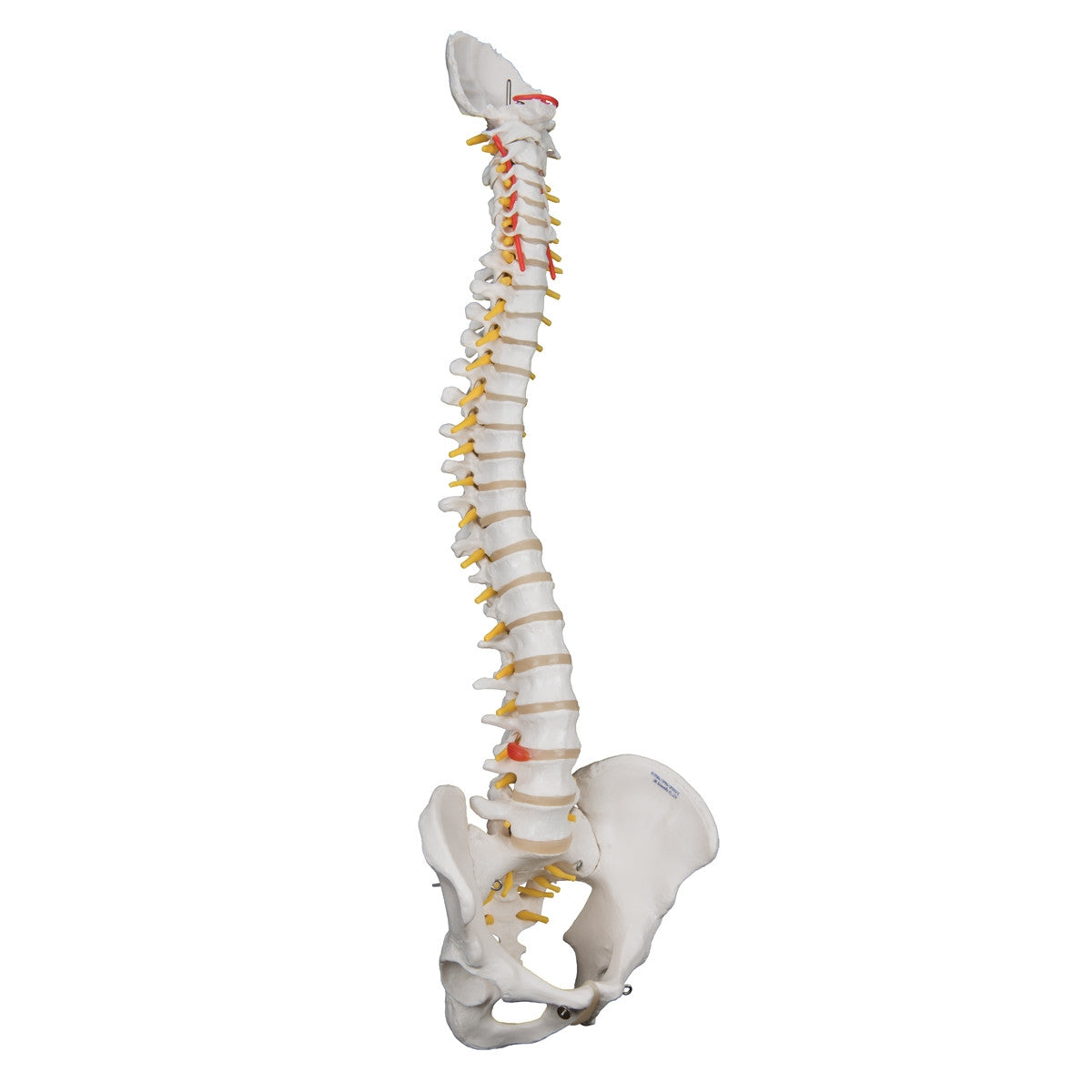 Highly Flexible Spine Model with Pelvis