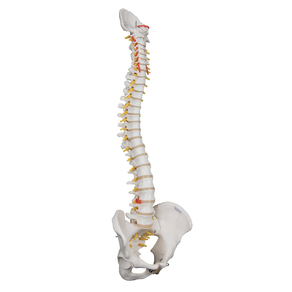 Highly Flexible Spine Model with Pelvis