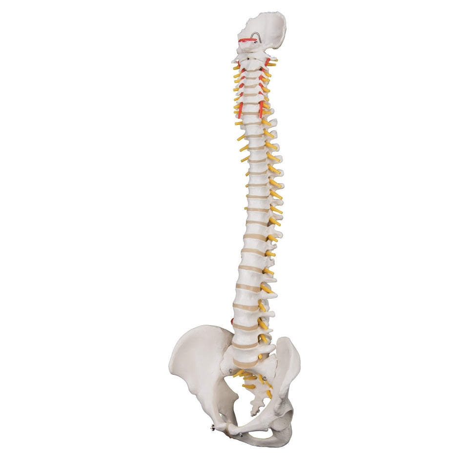 Highly Flexible Spine Model with Pelvis
