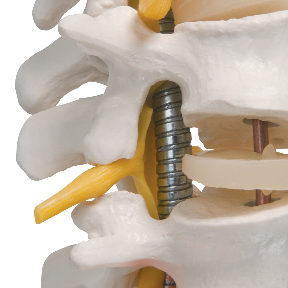Highly Flexible Spine Model with Pelvis