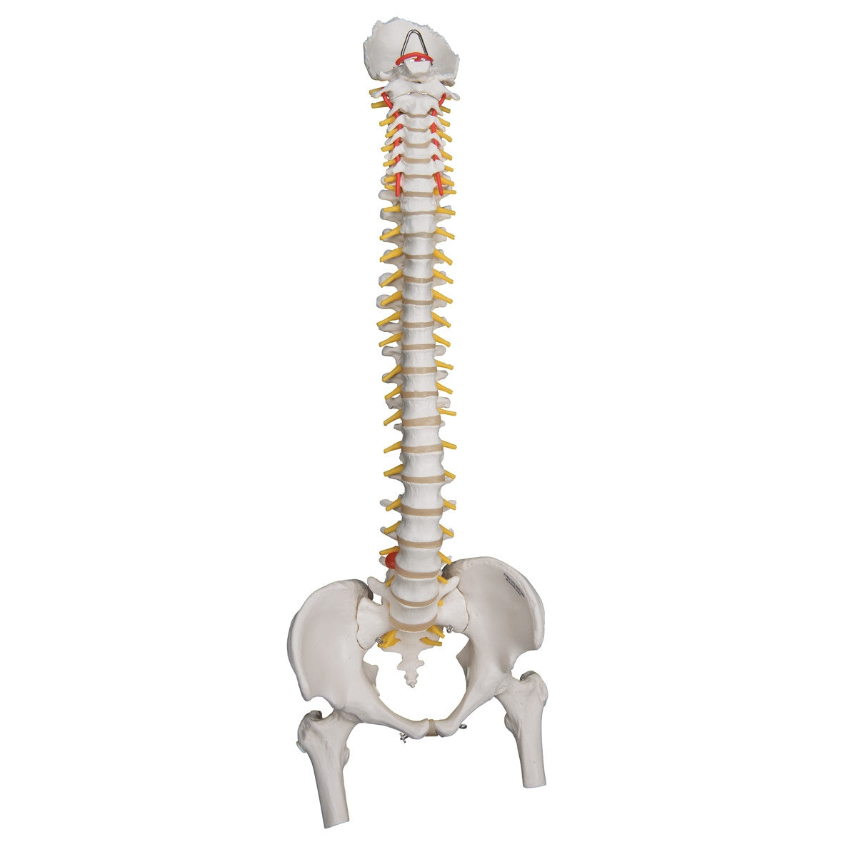 Highly Flexible Spine Model with Femur Heads
