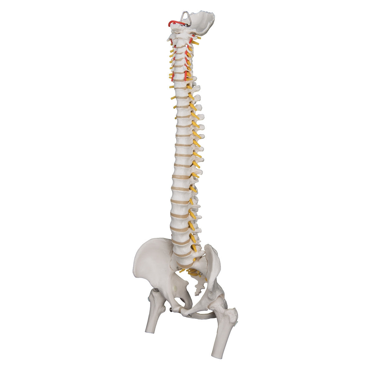 Highly Flexible Spine Model with Femur Heads