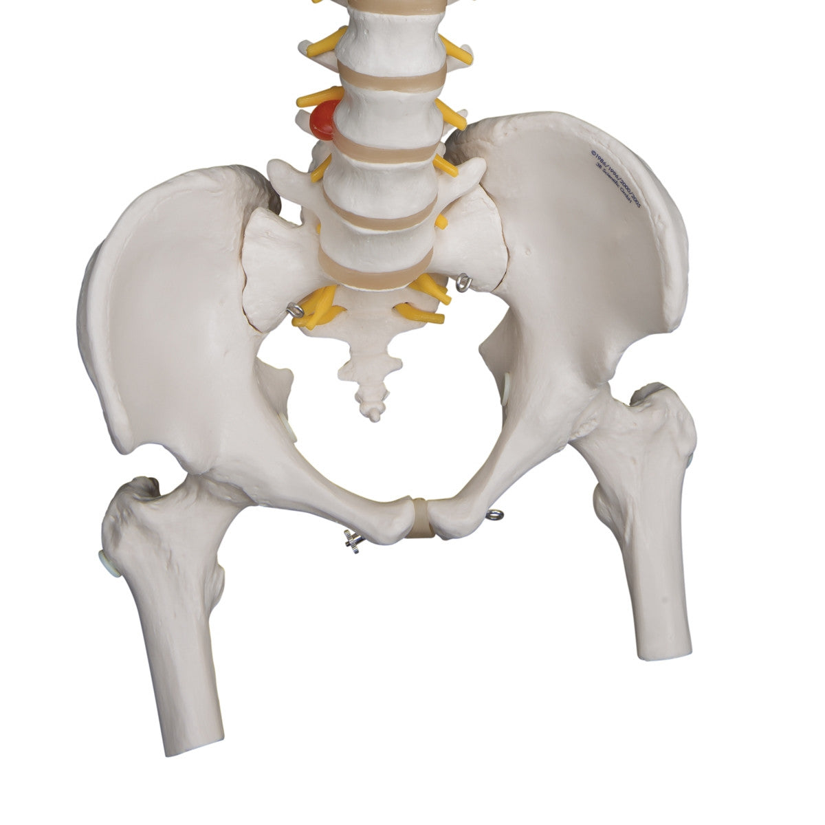 Highly Flexible Spine Model with Femur Heads