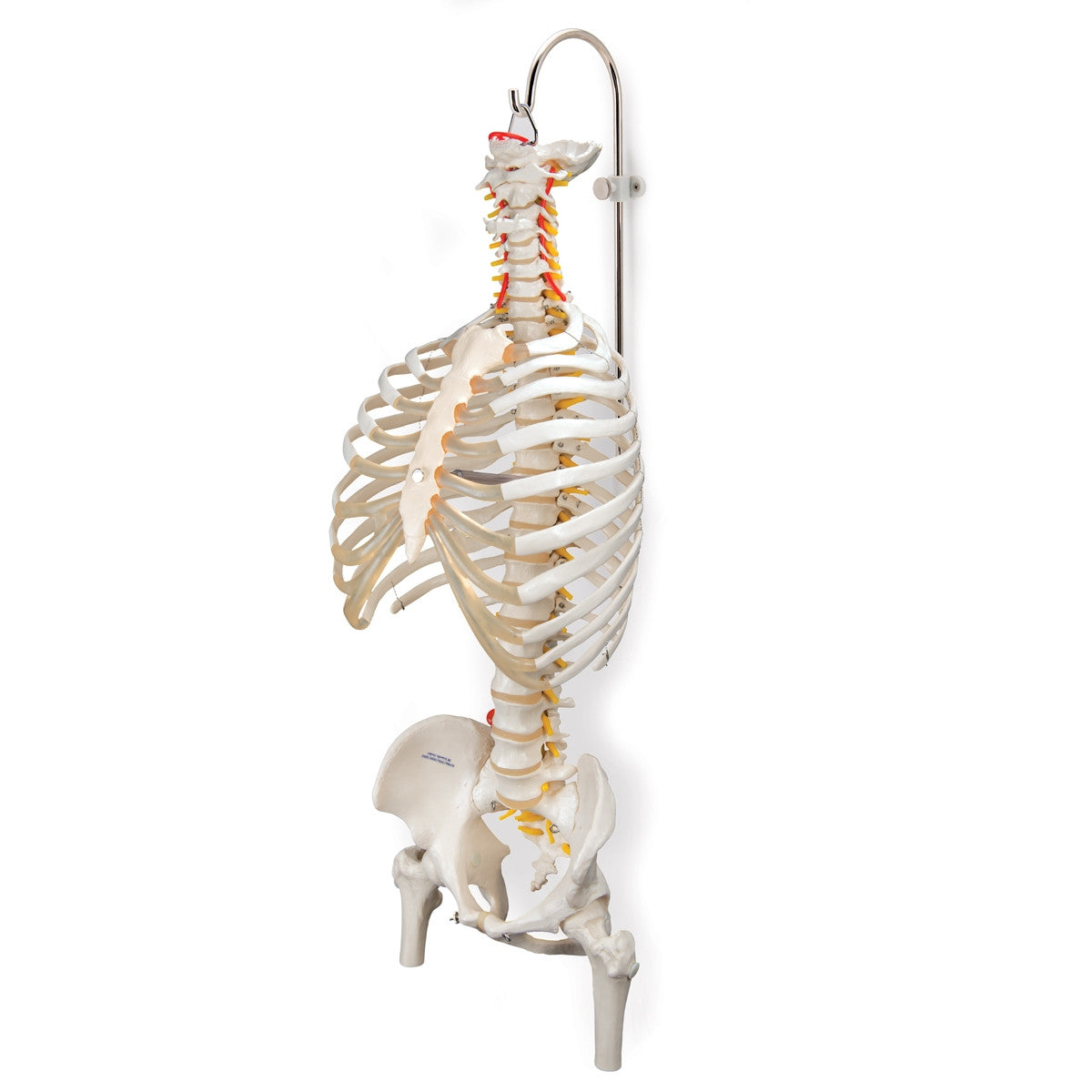 3 Part Stand for Spinal Columns and Skeletons