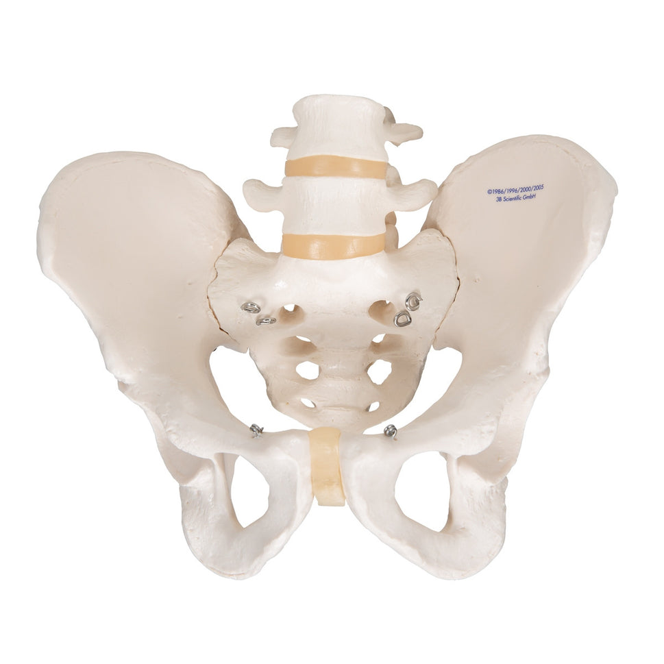 Male Pelvis Model