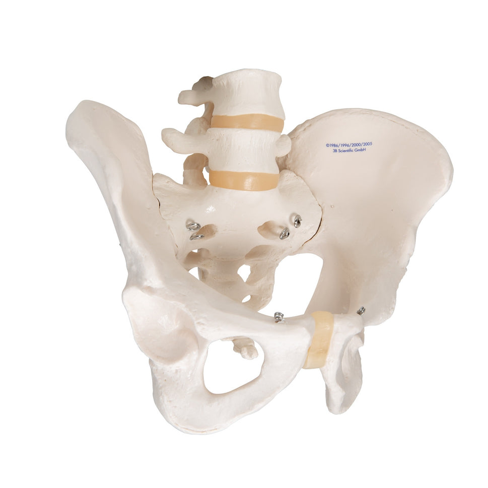 Male Pelvis Model