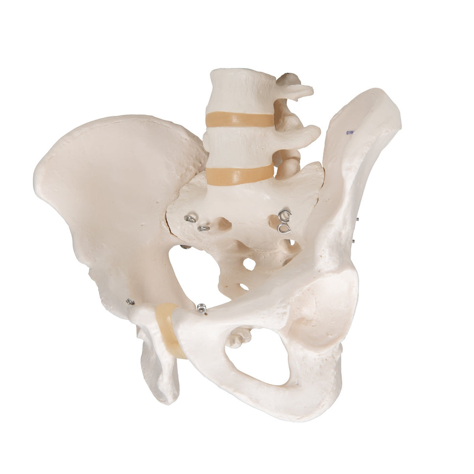 Male Pelvis Model