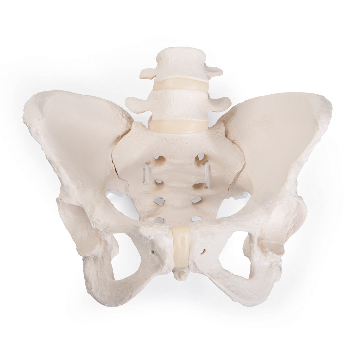 Flexible Female Pelvis Model with Vertebrae 3B