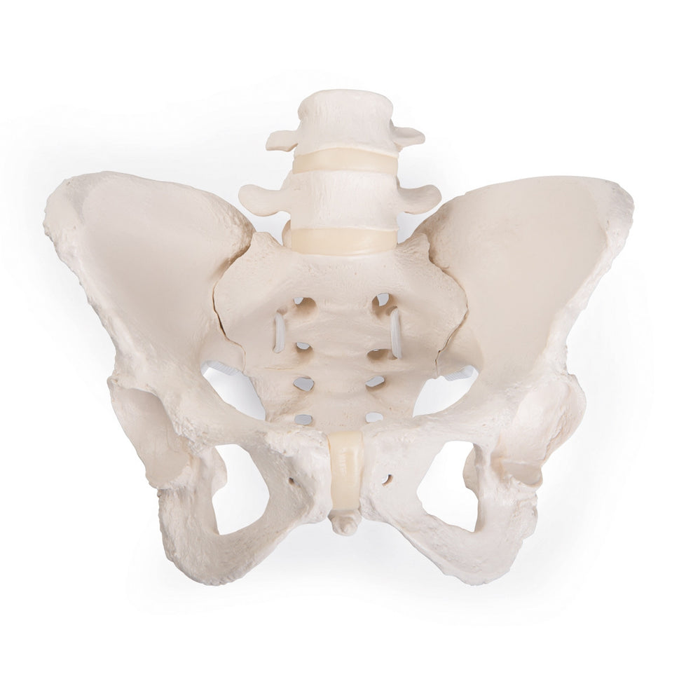 Flexible Female Pelvis Model with Vertebrae 3B