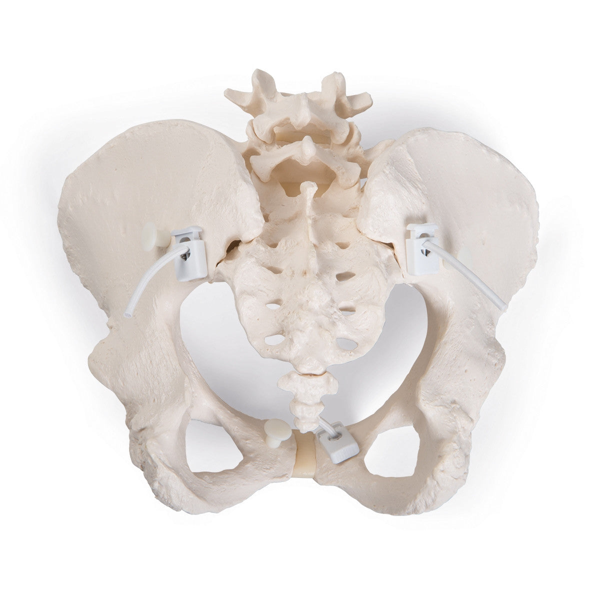 Flexible Female Pelvis Model with Vertebrae 3B