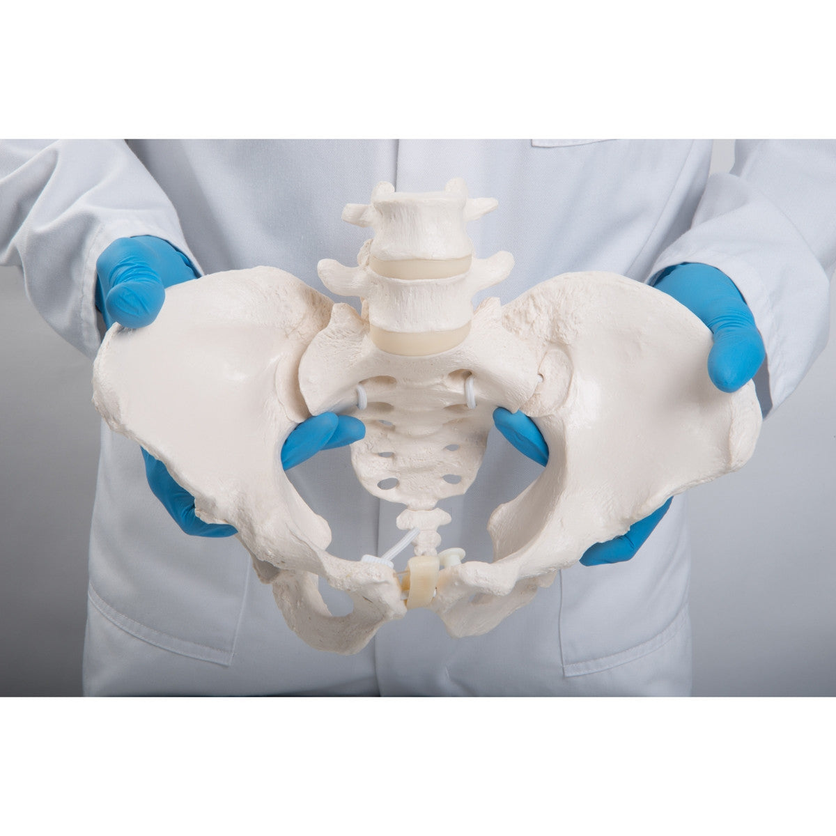 Flexible Female Pelvis Model with Vertebrae 3B