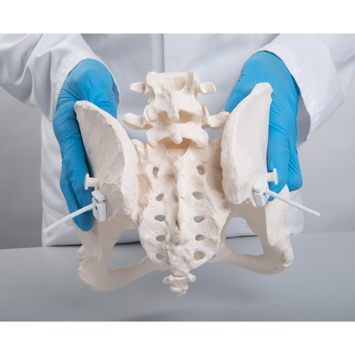 Flexible Female Pelvis Model with Vertebrae 3B