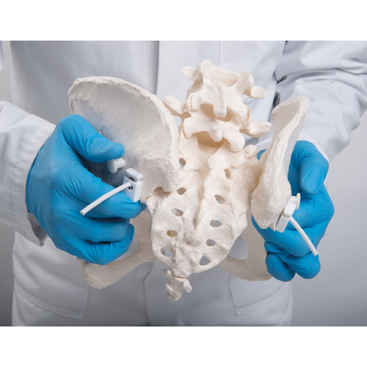 Flexible Female Pelvis Model with Vertebrae 3B