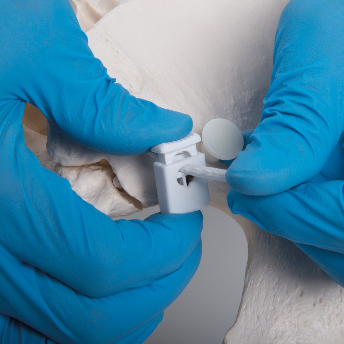 Flexible Female Pelvis Model with Vertebrae 3B