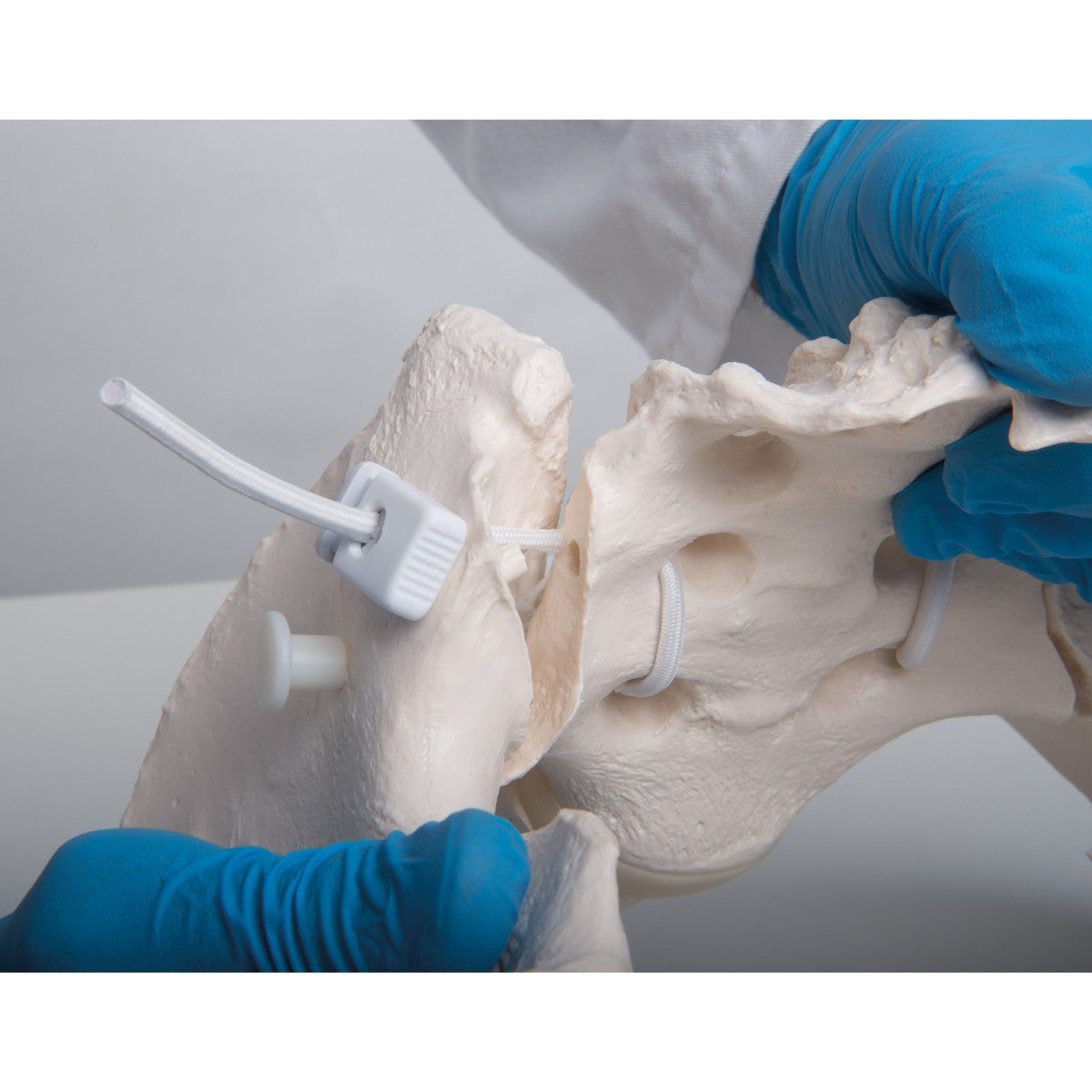 Flexible Female Pelvis Model with Vertebrae 3B