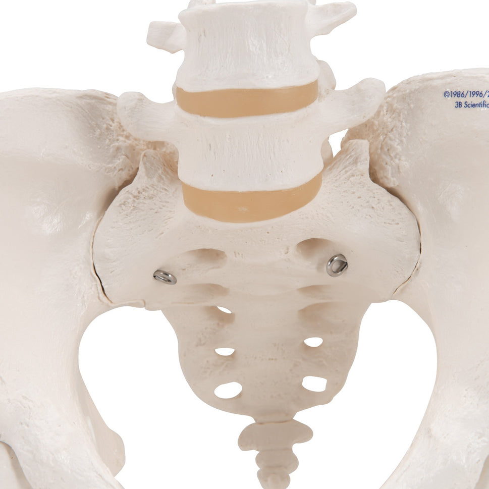 Female Pelvis Model with Movable Femur Heads