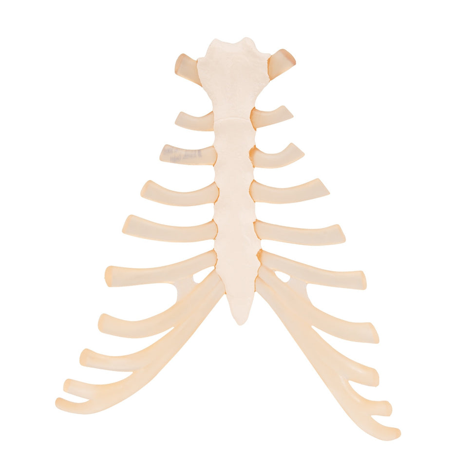 Sternum Model with Rib Cartilage