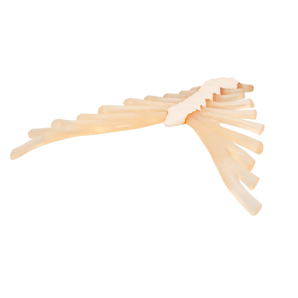 Sternum Model with Rib Cartilage