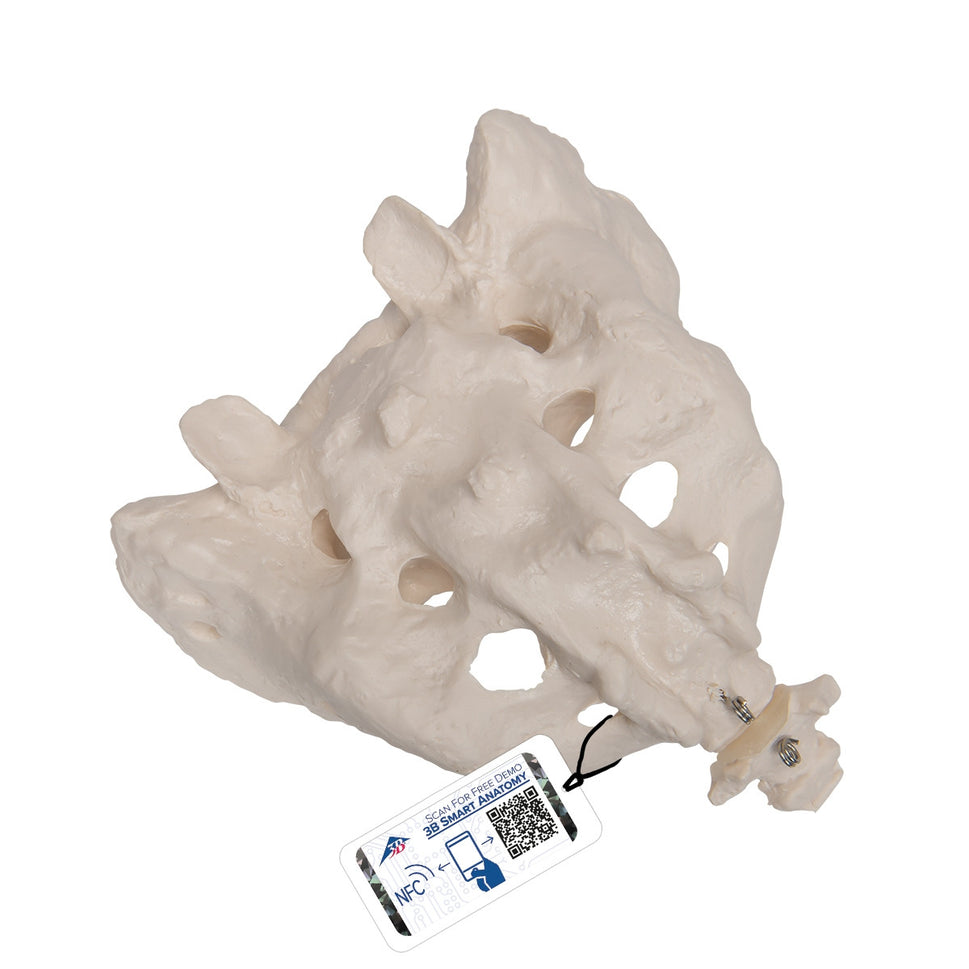 Sacrum and Coccyx Model