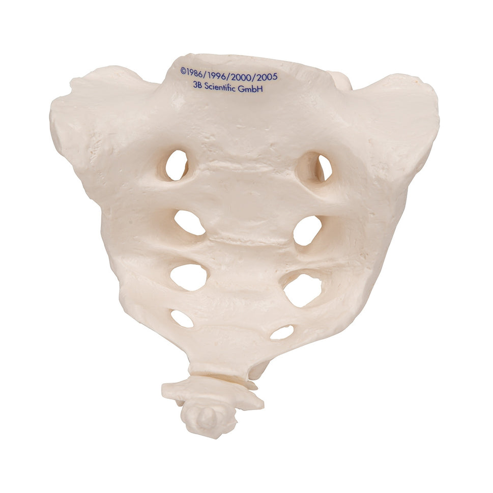 Sacrum and Coccyx Model