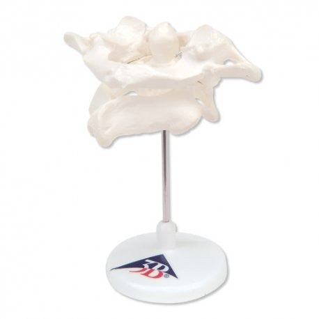 Atlas and Axis Model on Stand