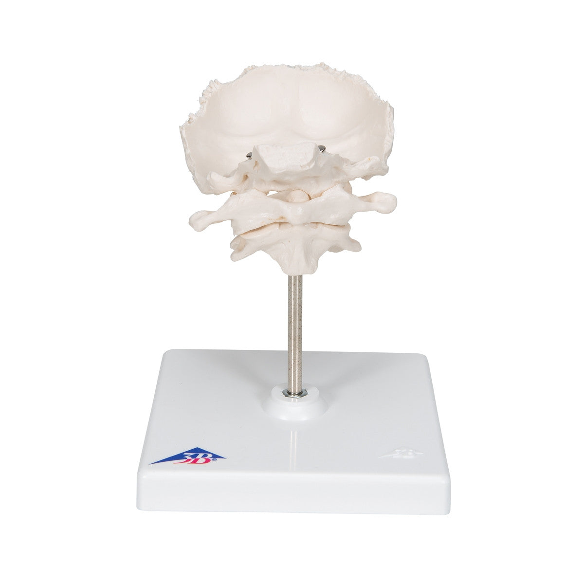 Atlas and Axis Model with Occipital Plate