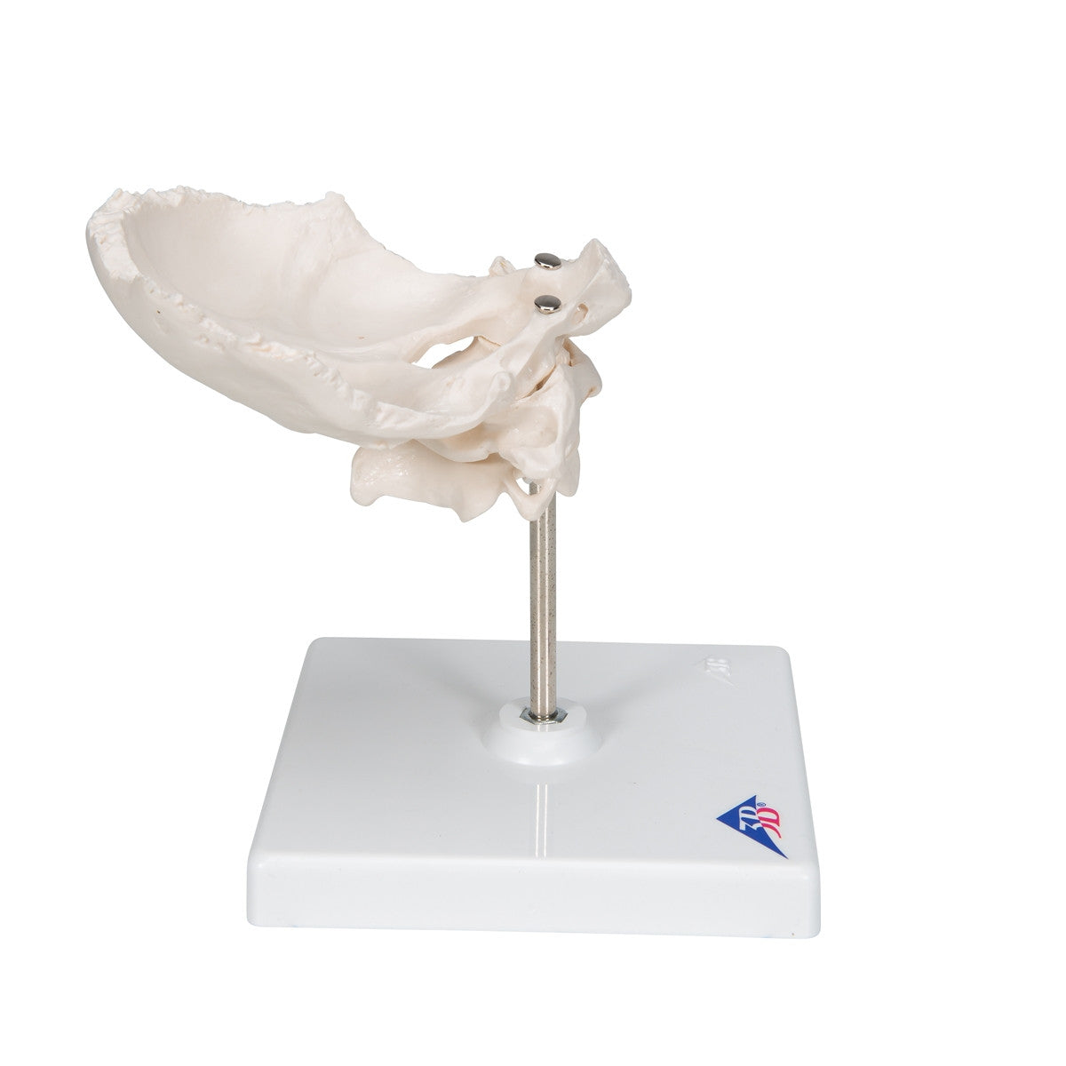 Atlas and Axis Model with Occipital Plate