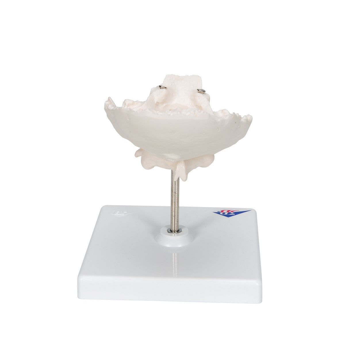 Atlas and Axis Model with Occipital Plate