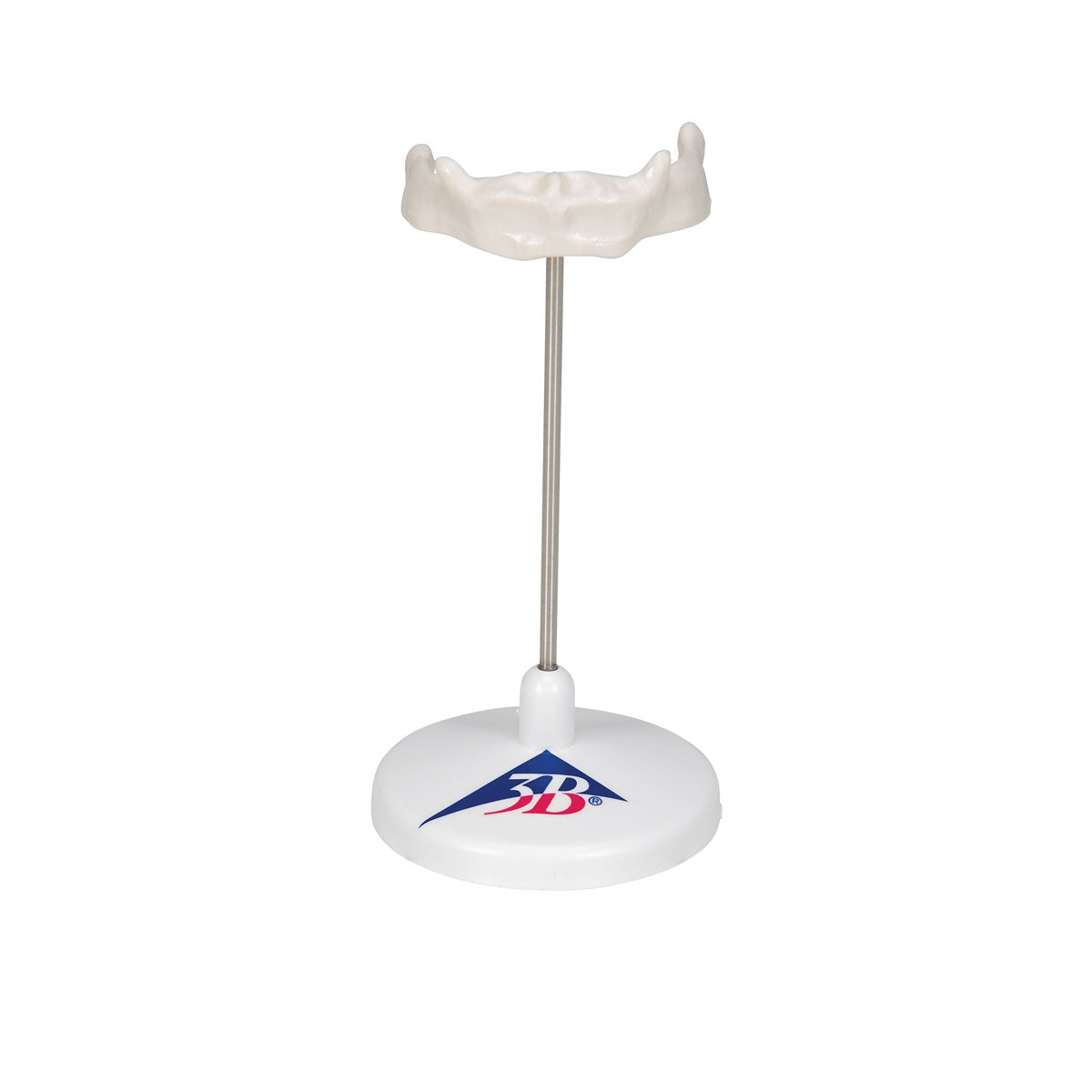 Hyoid Bone Model on Stand