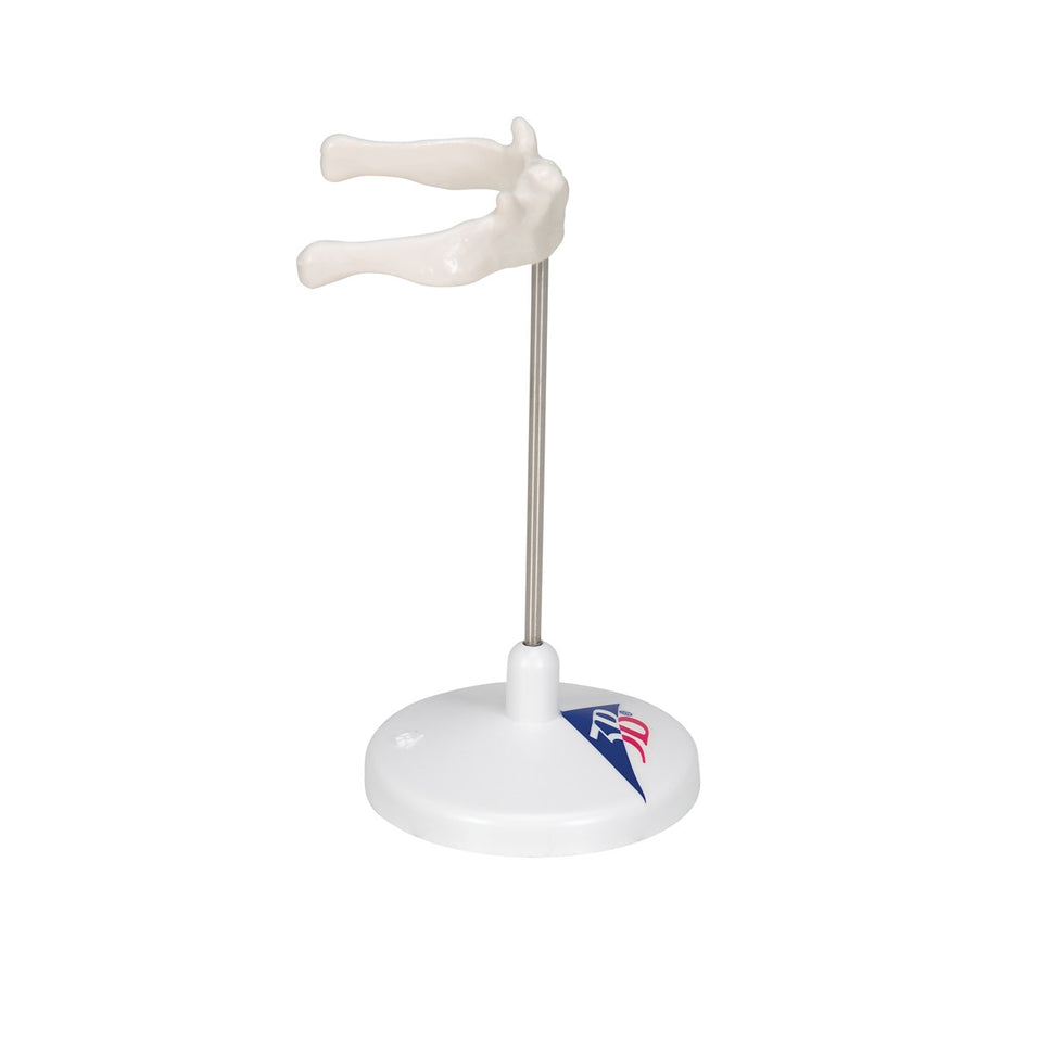 Hyoid Bone Model on Stand