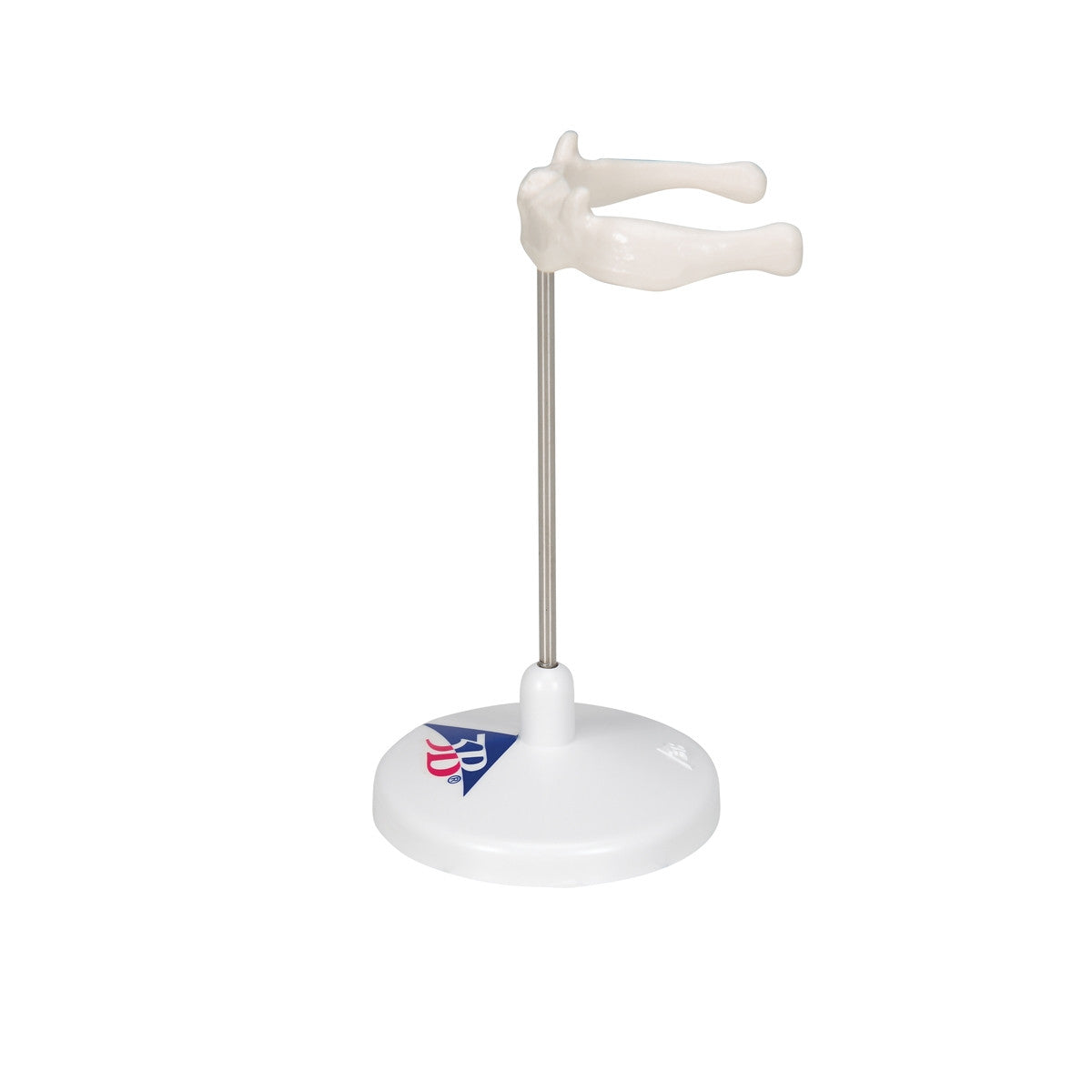 Hyoid Bone Model on Stand