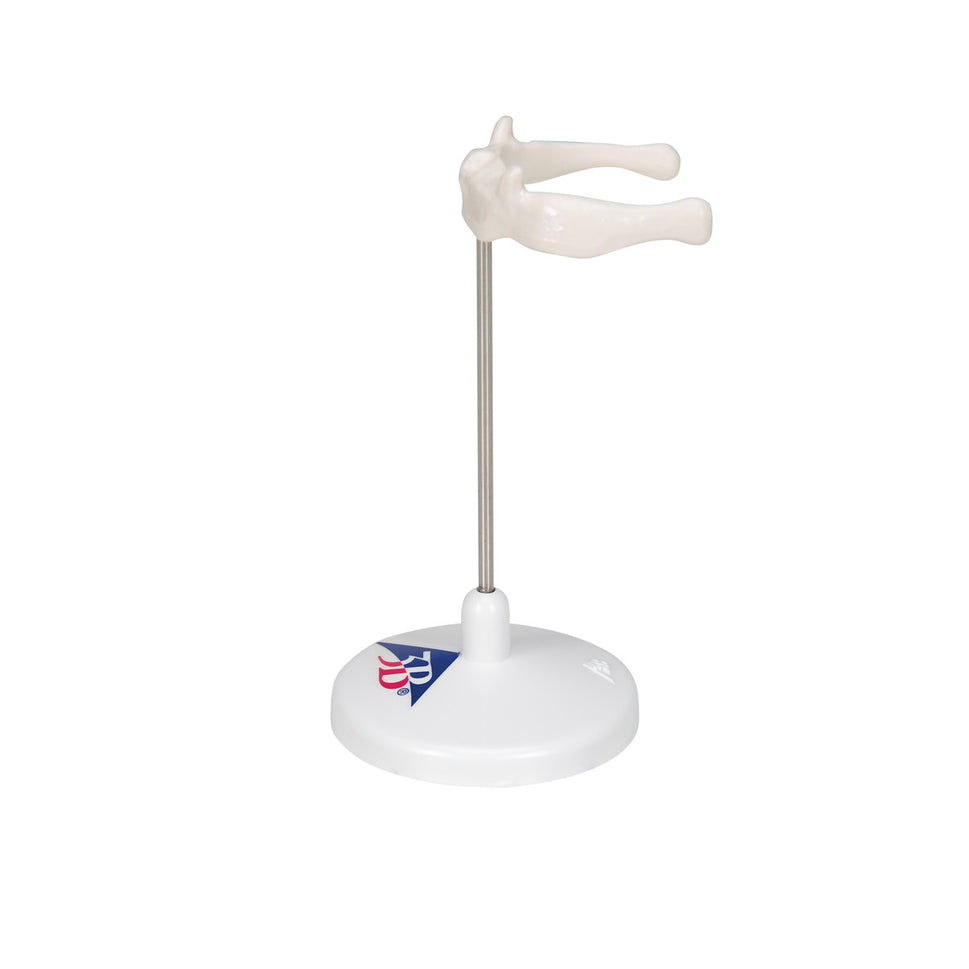 Hyoid Bone Model on Stand