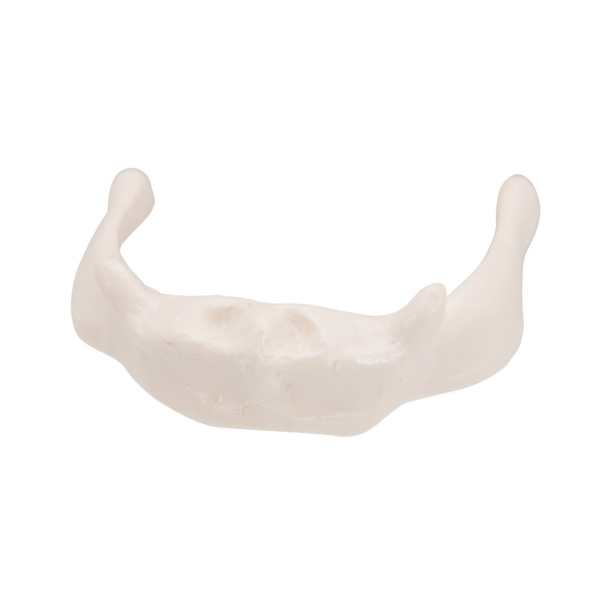 Hyoid Bone Model on Stand