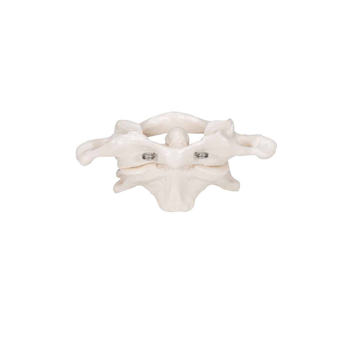 Atlas and Axis Model on Stand