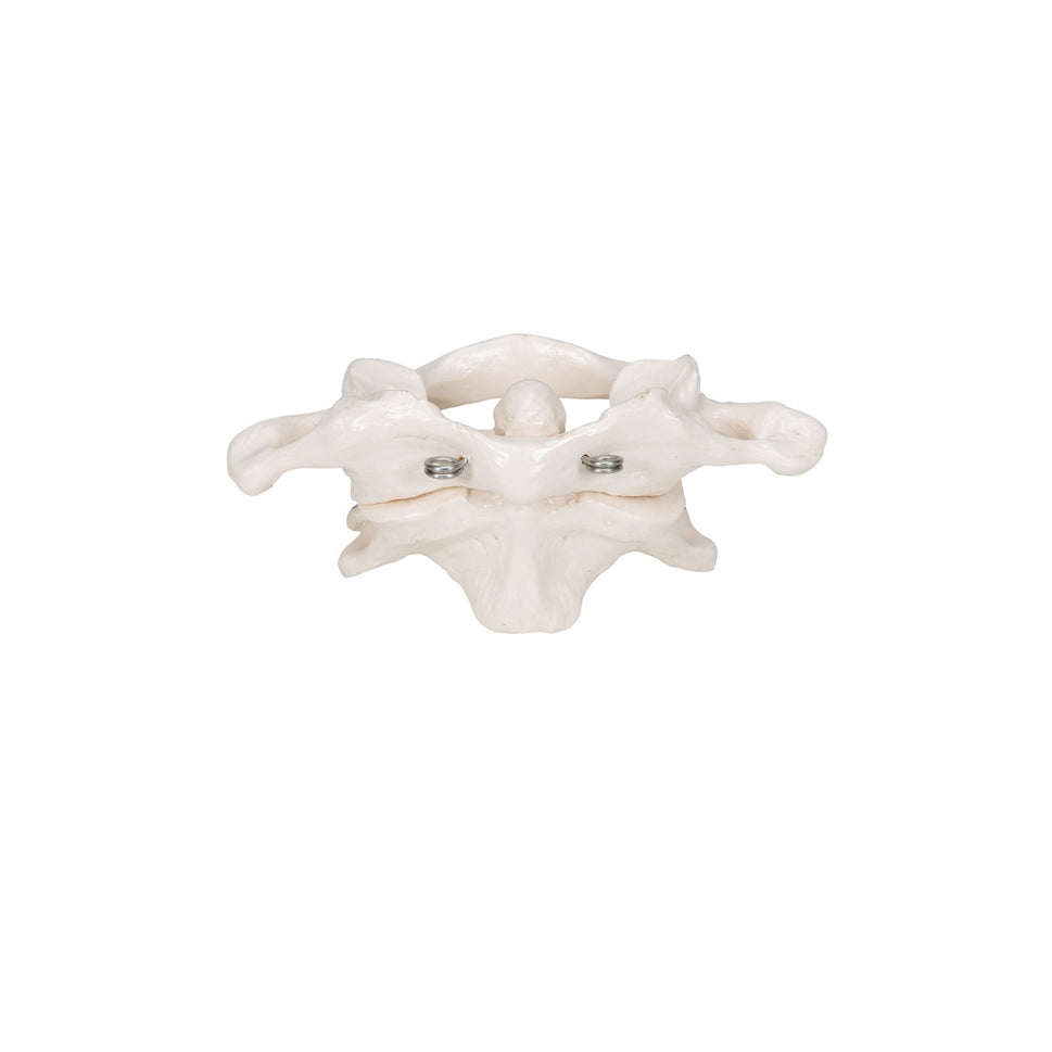 Atlas and Axis Model