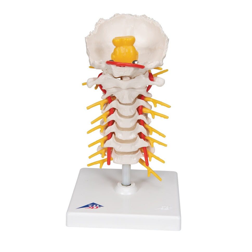 Cervical Spine Model