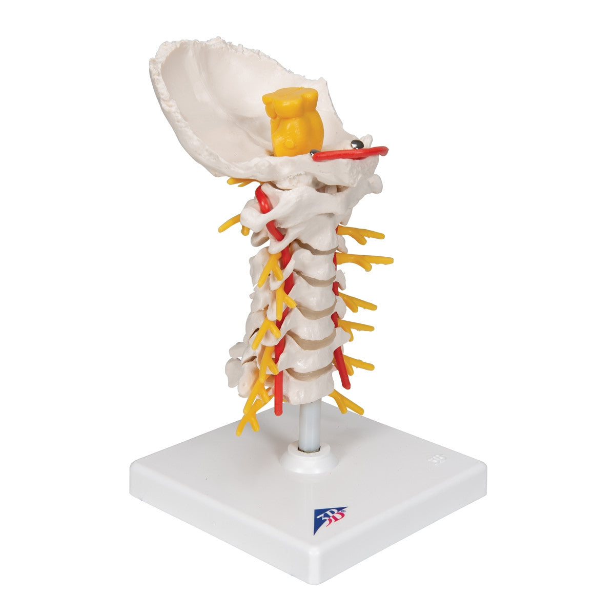Cervical Spine Model