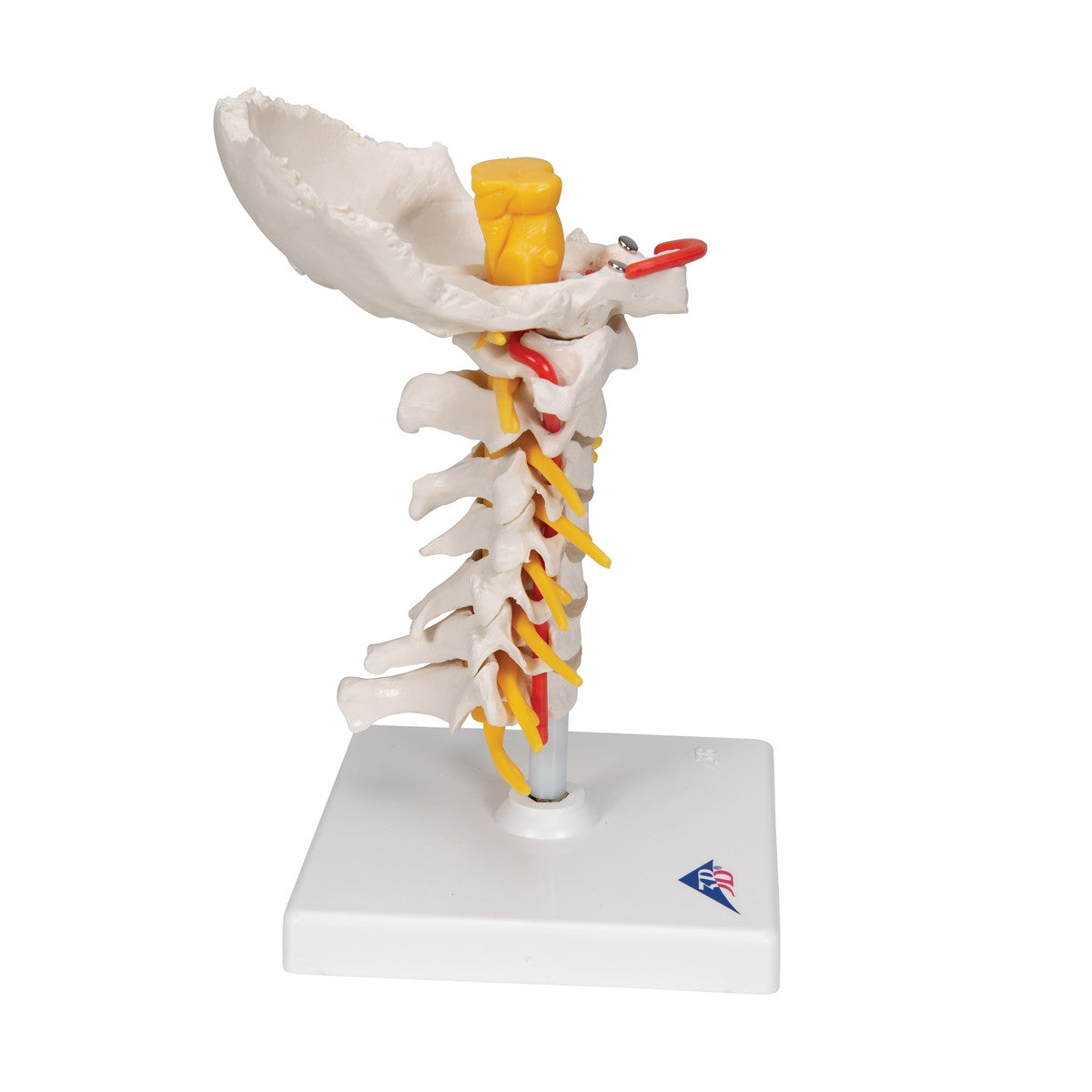 Cervical Spine Model