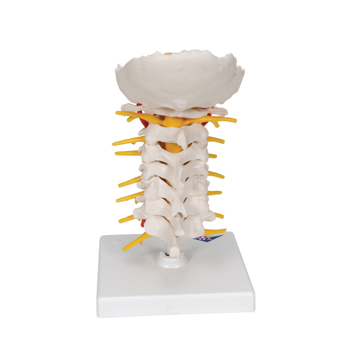Cervical Spine Model