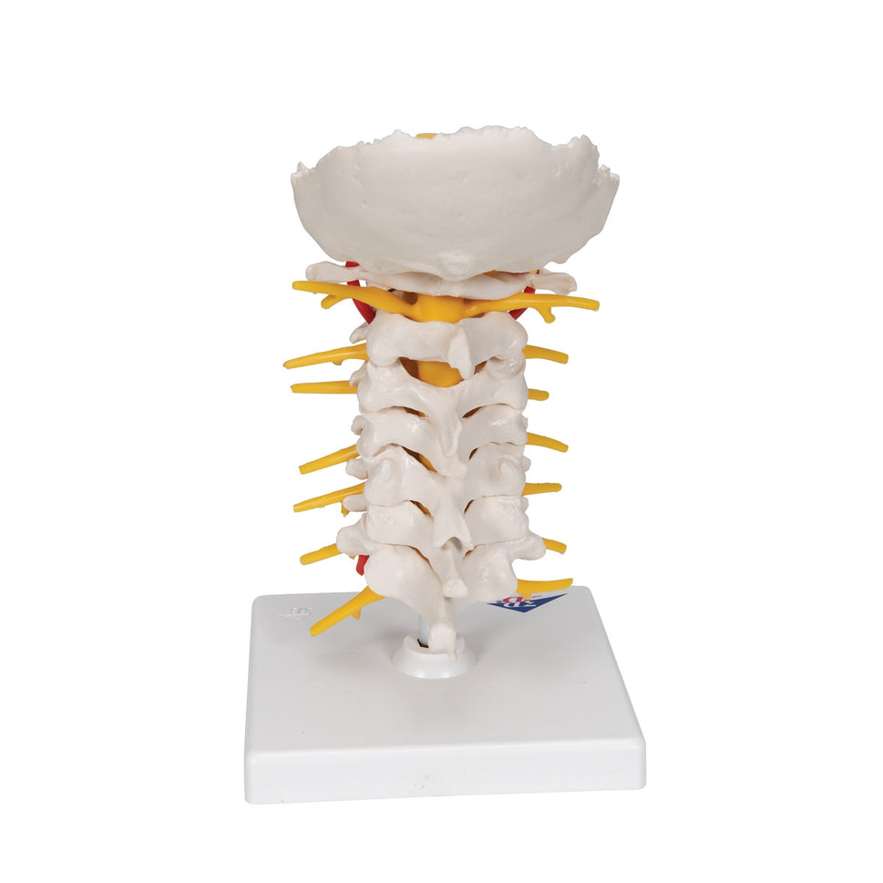 Cervical Spine Model