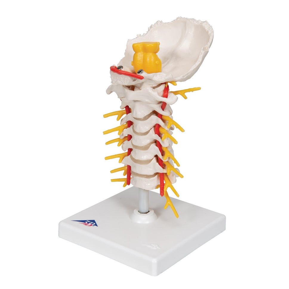 Cervical Spine Model