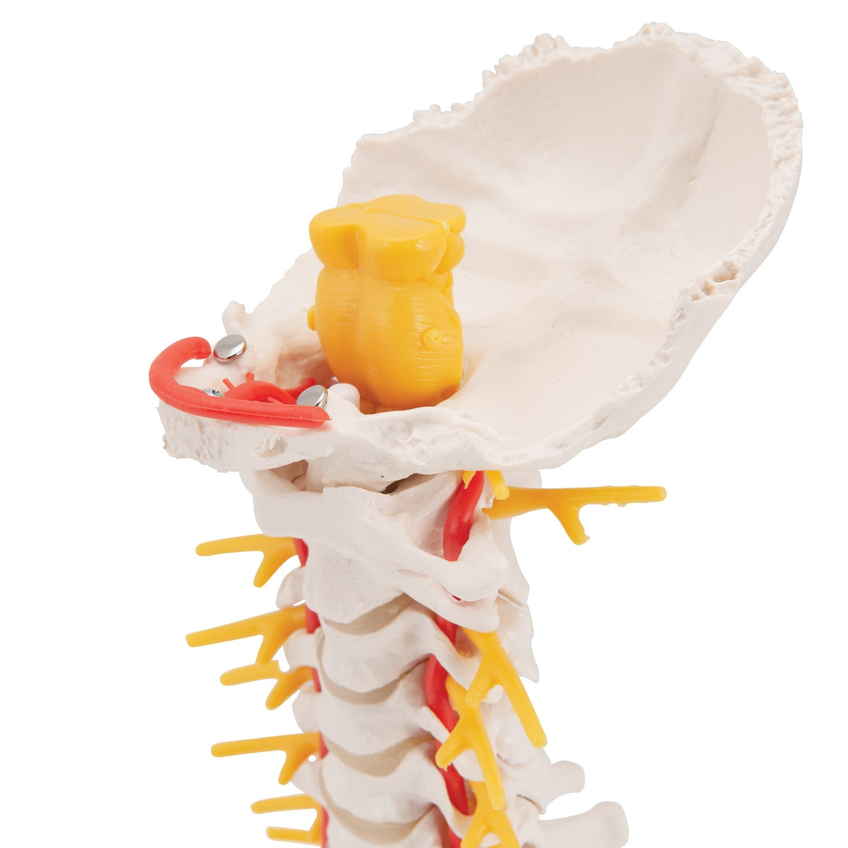 Cervical Spine Model