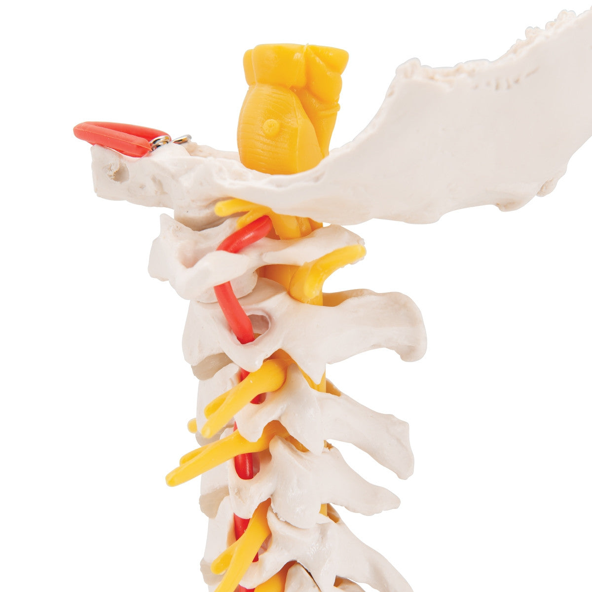 Cervical Spine Model