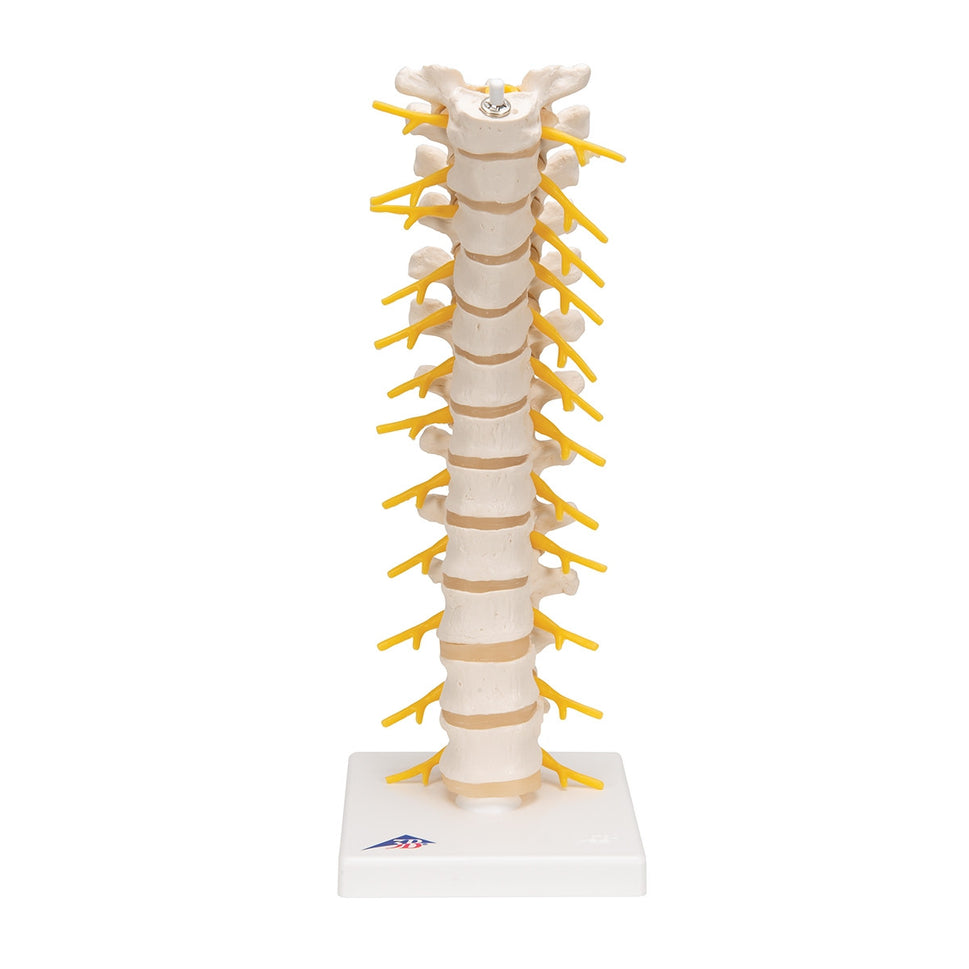 Thoracic Spine Model
