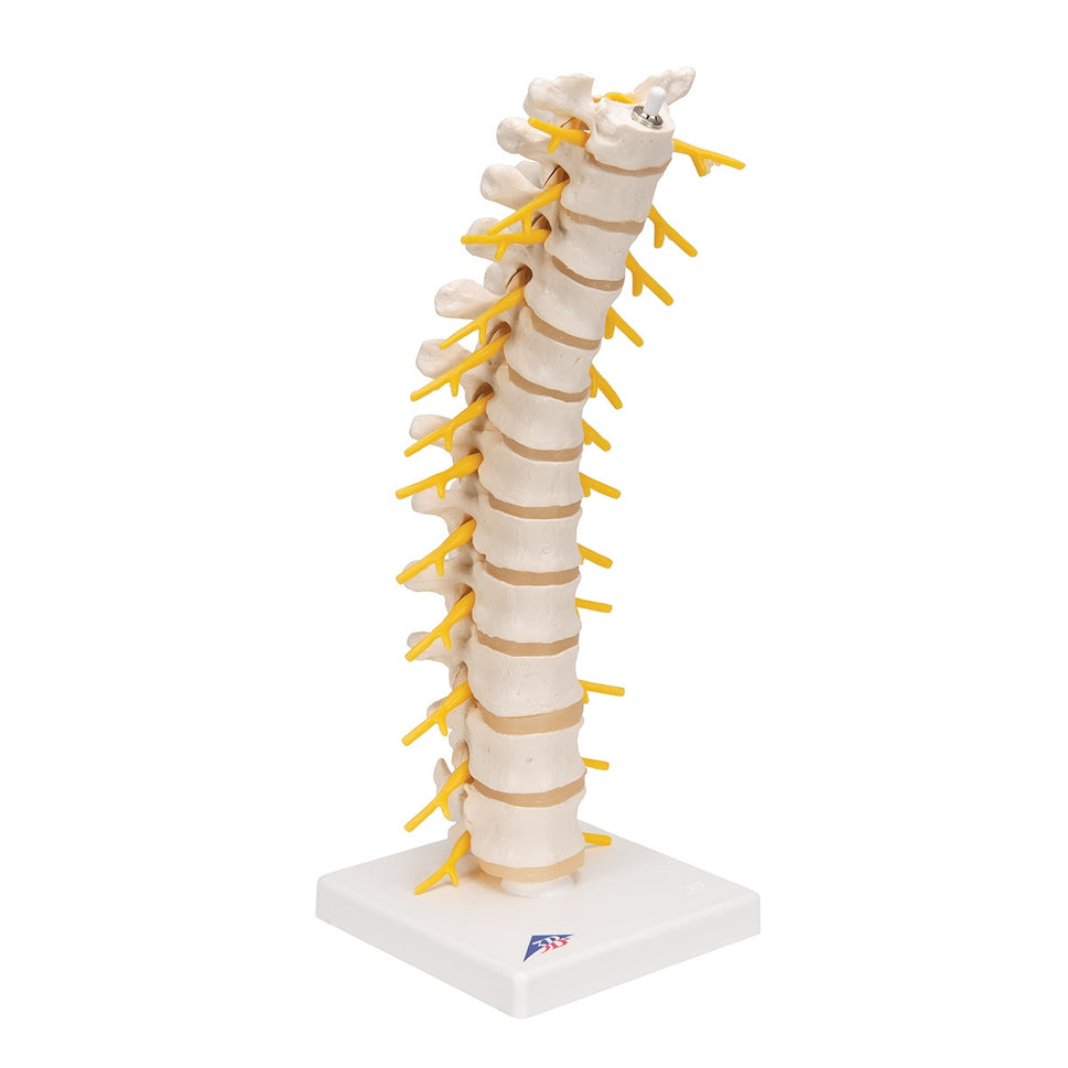 Thoracic Spine Model